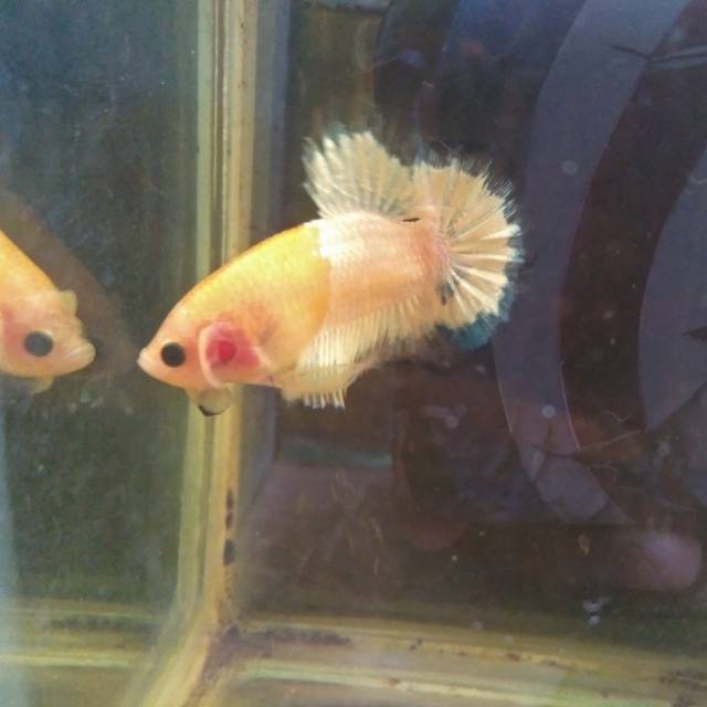 Cupang Fccp Yellow Head