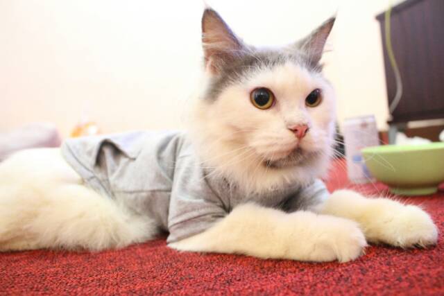 Kaos hoodie saku belakang untuk kucing &amp; anjing /Jual Baju Kucing Terlengkap &amp; Berkualitas size S-XL