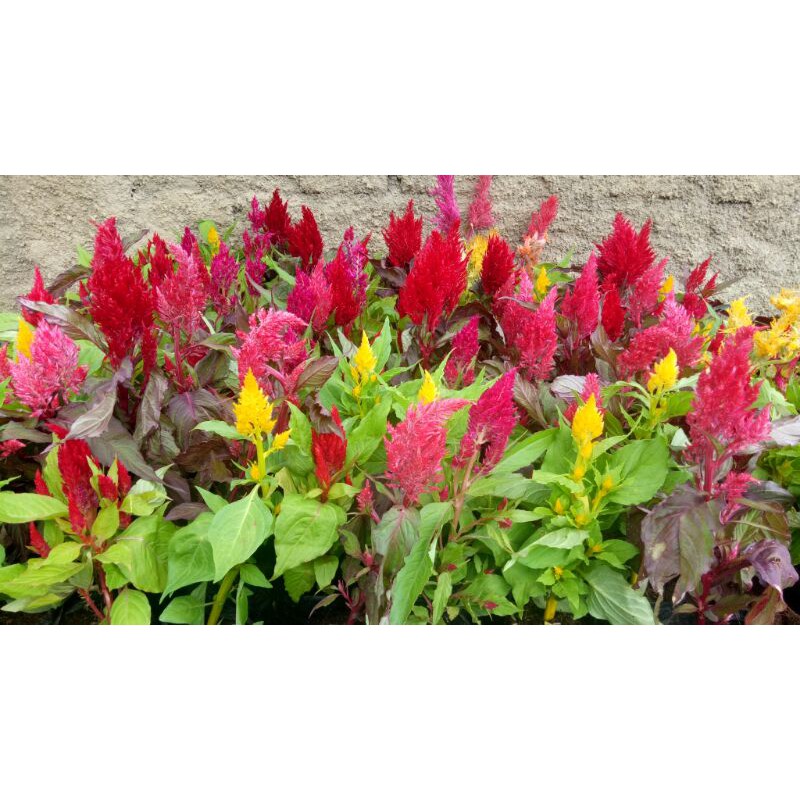 

Bunga Celosia