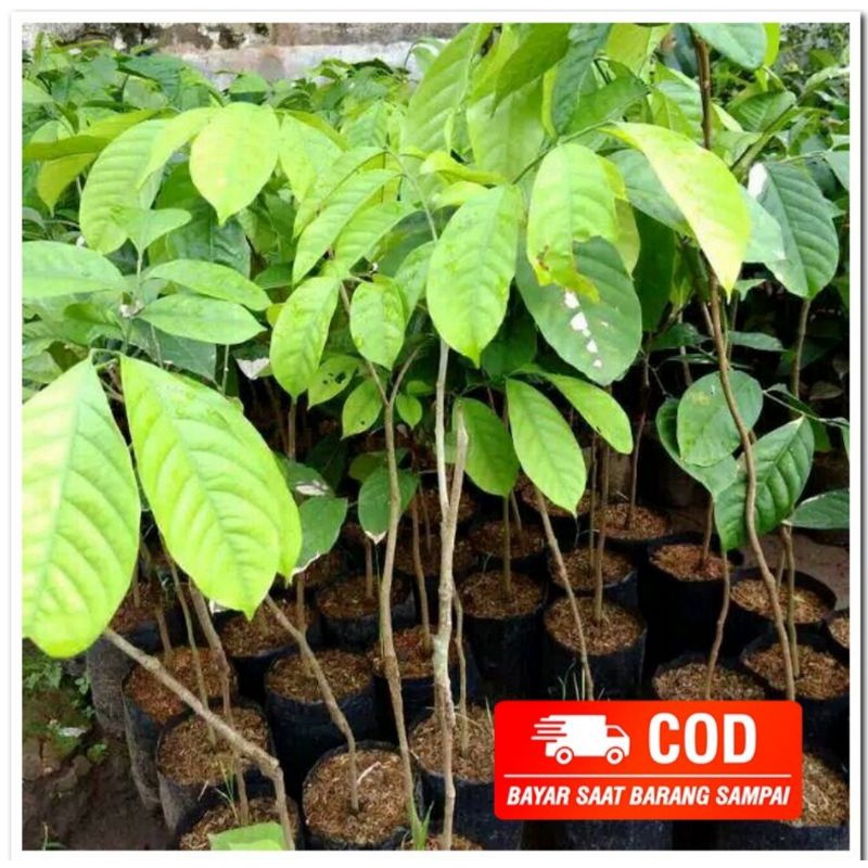 bibit duku tanpa biji