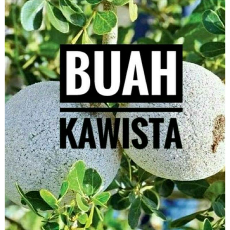 Bibit Buah Kawista || Bibit Kawista