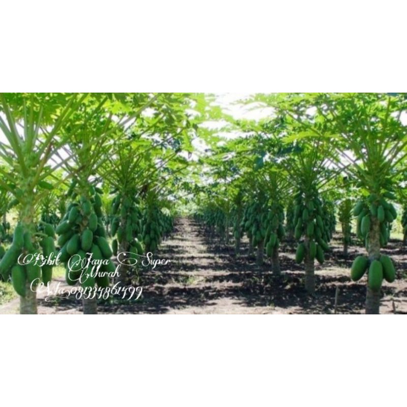 Bibit Pepaya California SuperMurah