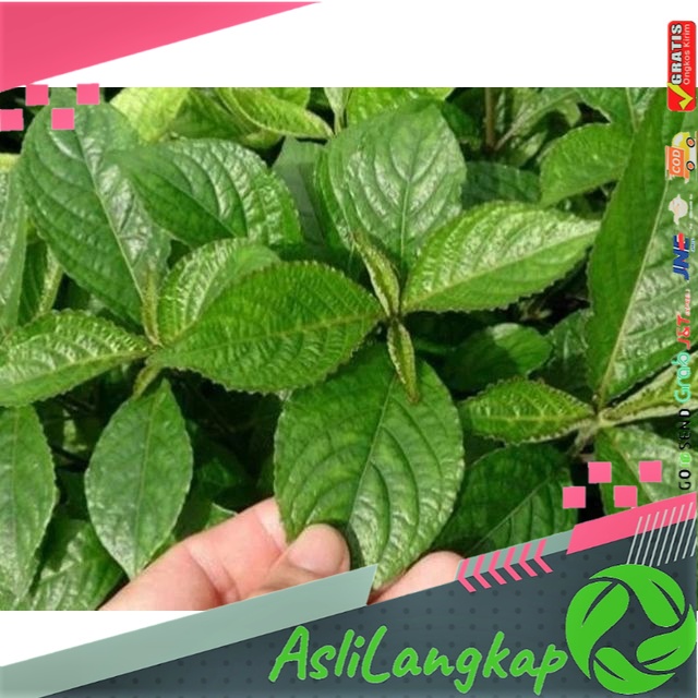 

Daun Keji Beling Segar | Daun Keji Beling Per Lembar