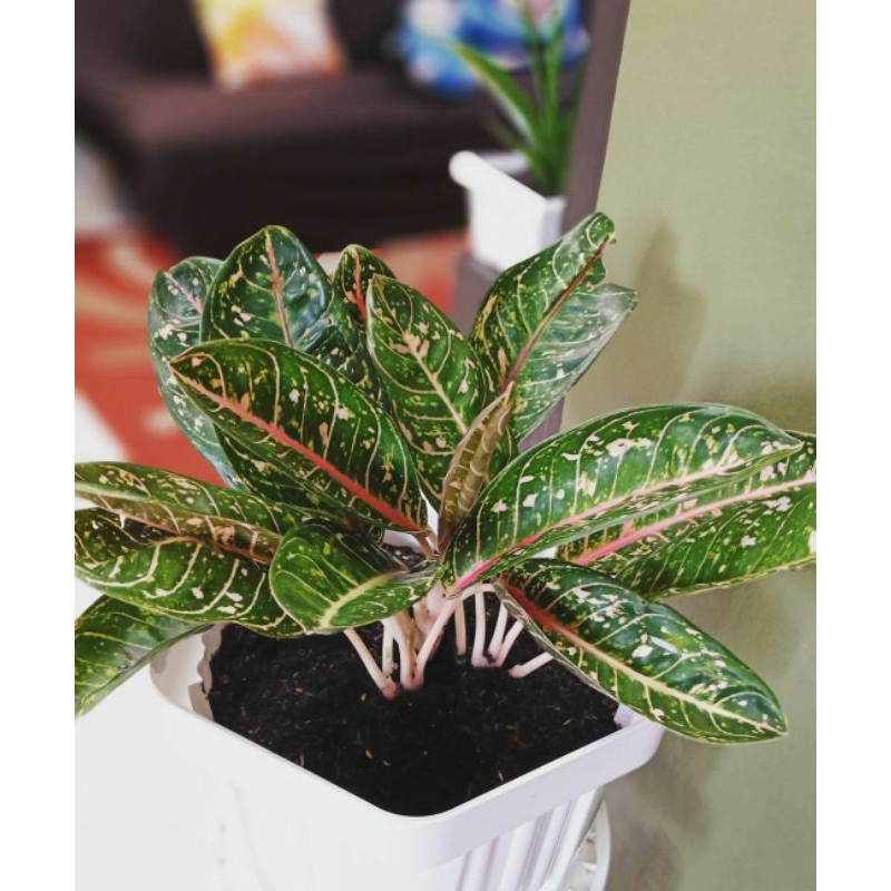 Aglonema dona carmen / Tanaman hias / Tanaman indoor -tanama hidup bunga murah