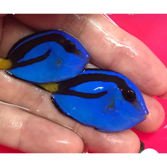 ikan hias laut dori / letter six S