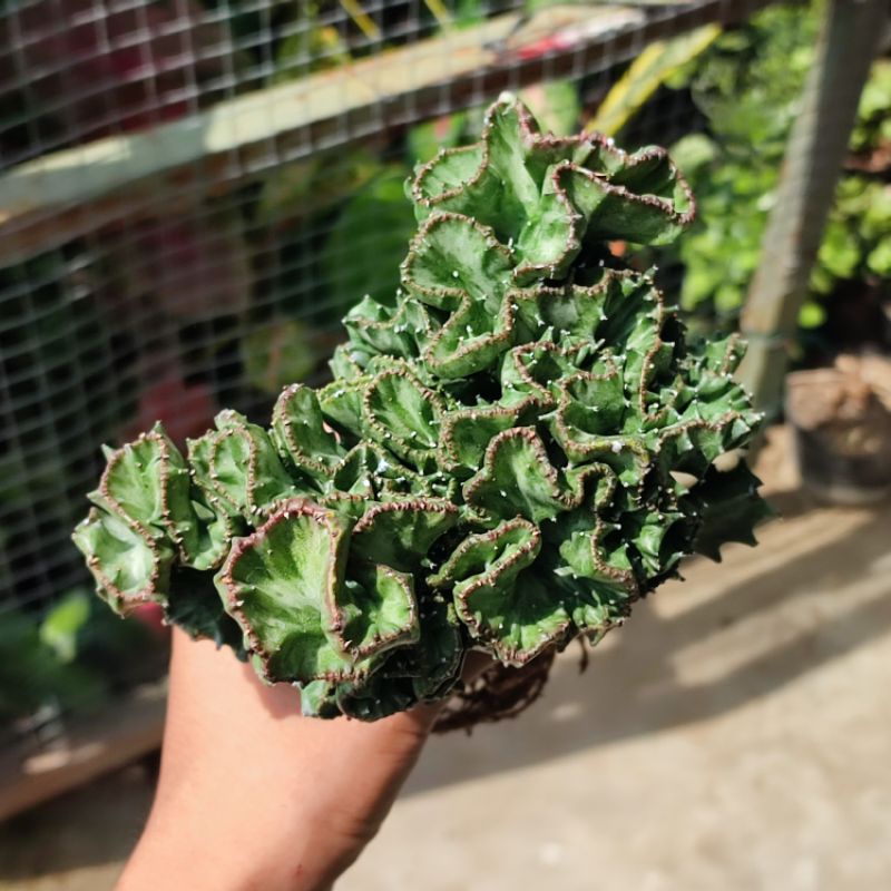 Sukulen Euphorbia Lactea Jumbo