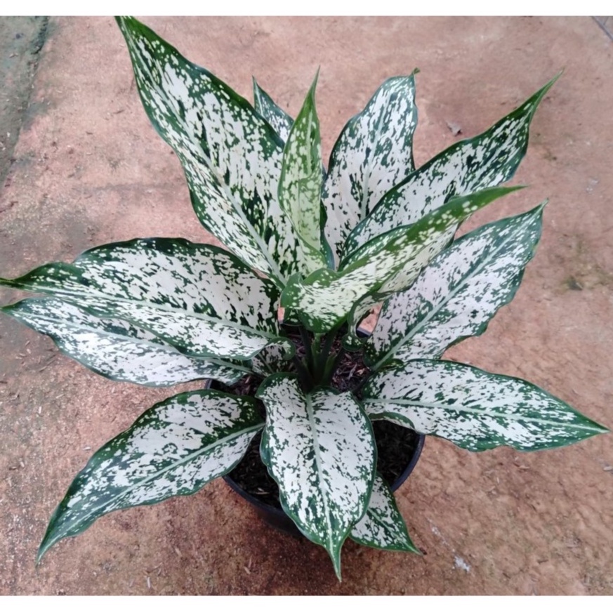 Aglonema Snow White Indukan Tanaman Hias Murah