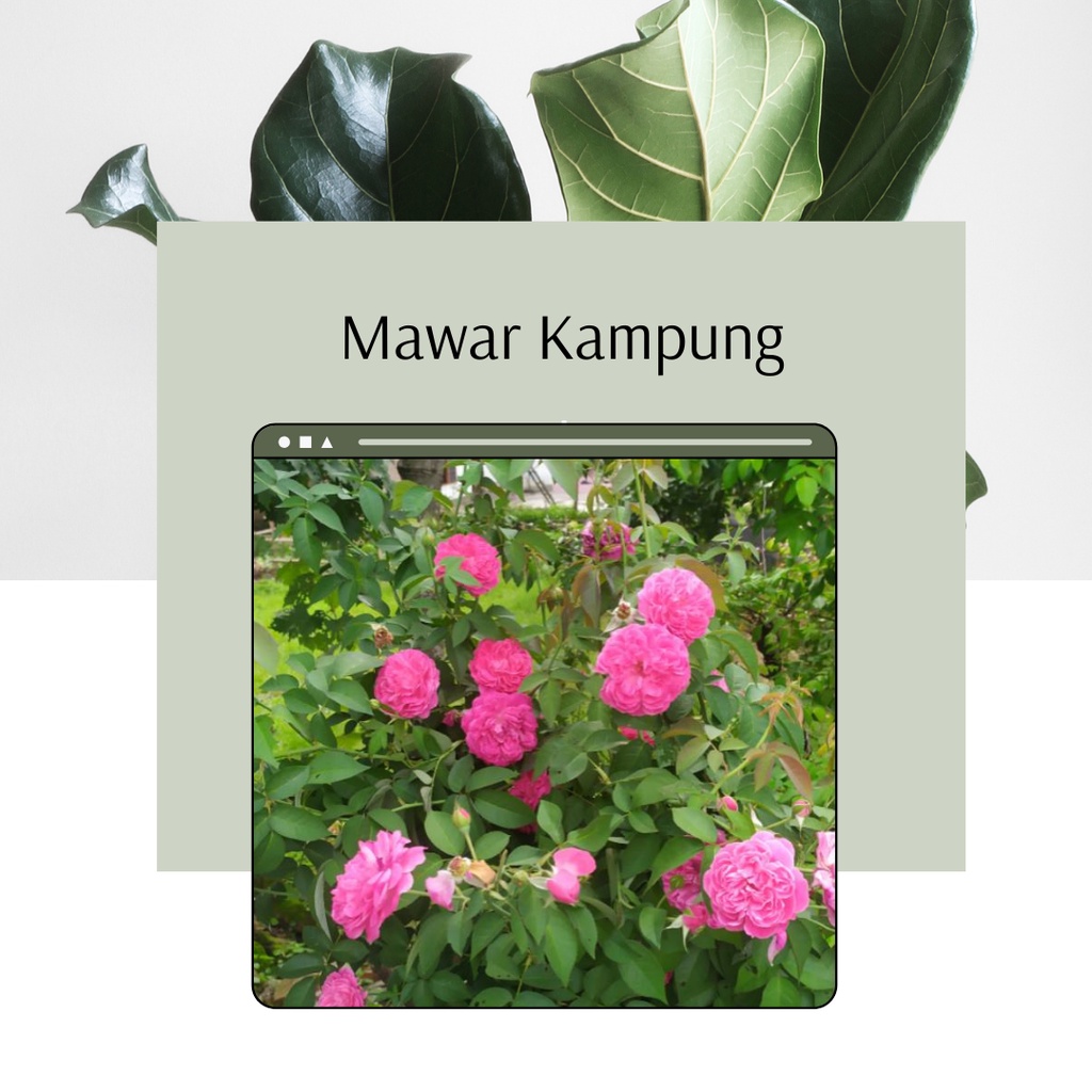Mawar Kampung Bibit Mawar Kampung Wangi Mawar Tabur Makam Bunga Murah Tanaman Mawar Kampung Wangi