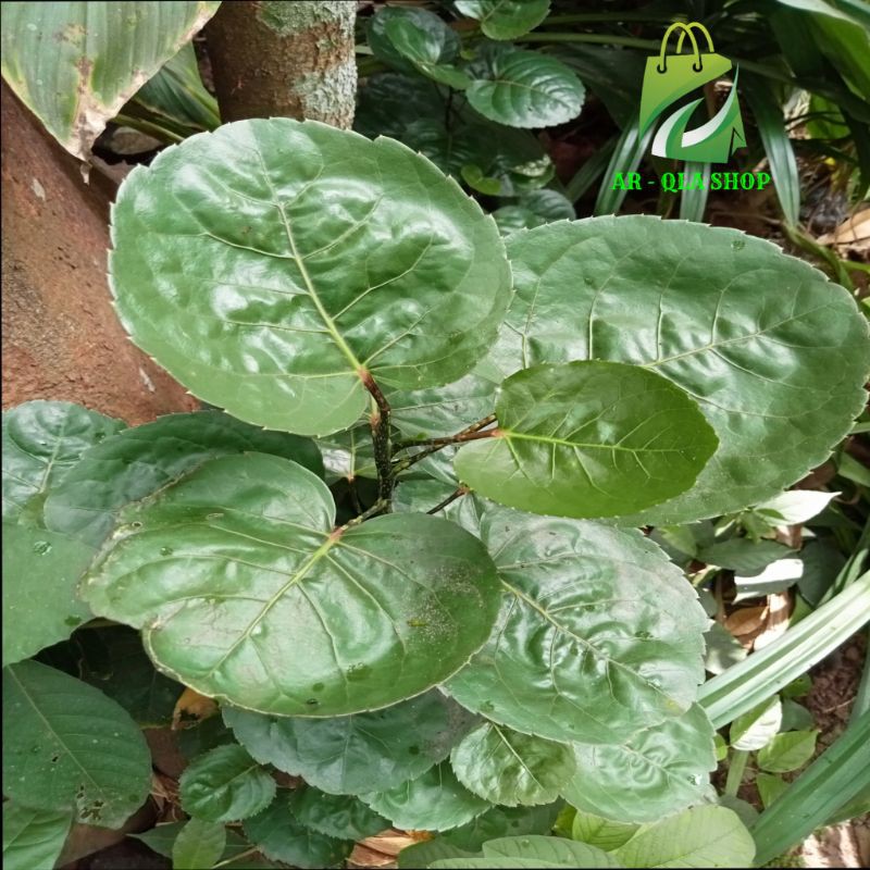 

Daun Mangkokan Segar PerHelai Langsung di Ambil dari pohonnya Segar Arqla Shop