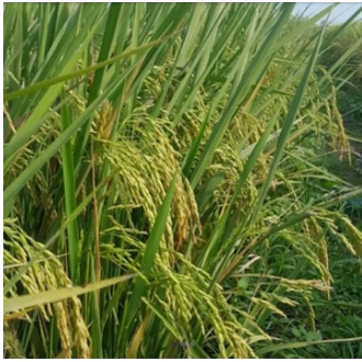 Benih Bibit Padi Cakrabuana Agritan Berkualitas