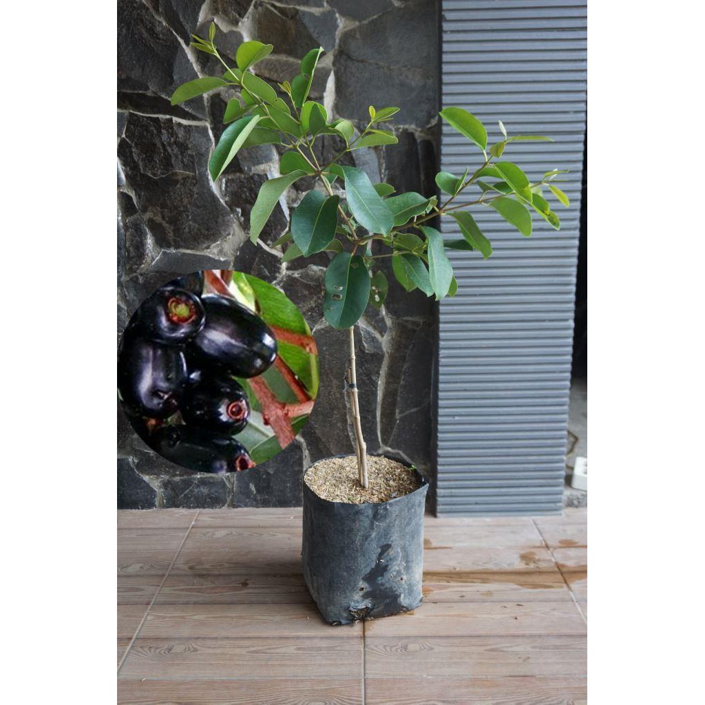 Bibit Buah Juwet Hitam Tanpa Biji