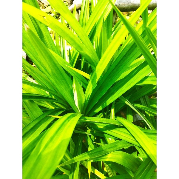 

daun pandan fresh