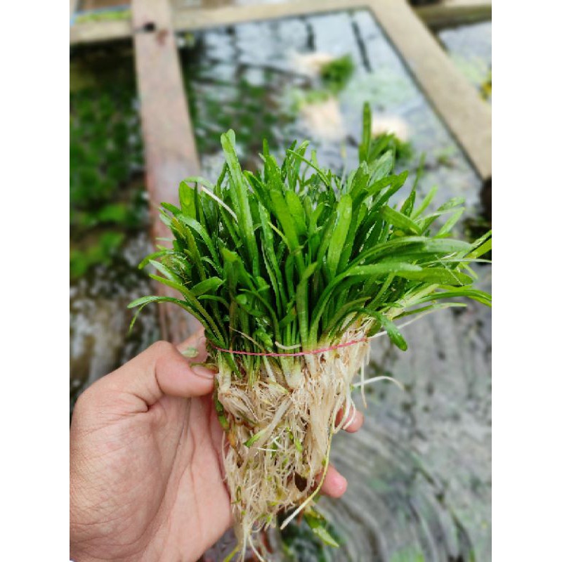 

sagitaria sabulata tanaman Aquascape porsi 25 batang