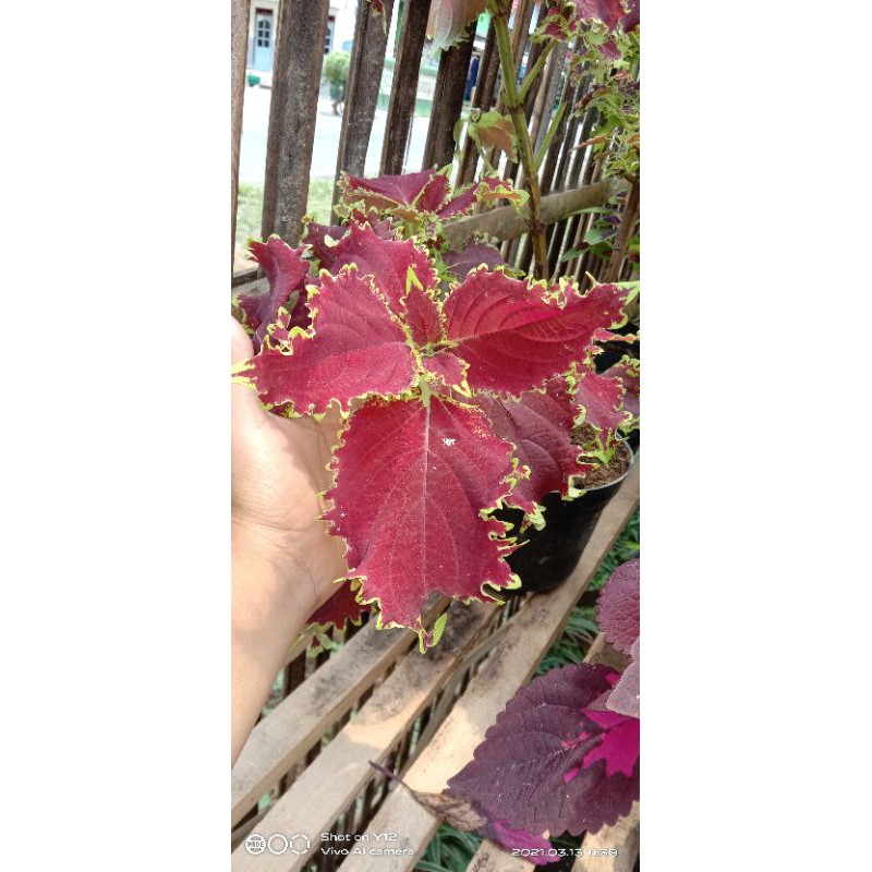 Miana Coleus