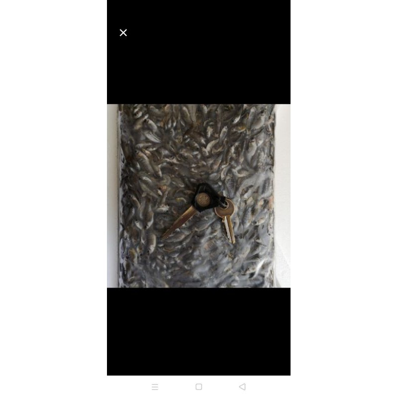 Ikan cere wader beku es frosen bersih untuk pakan ikan predator kura kura ikan hias air laut