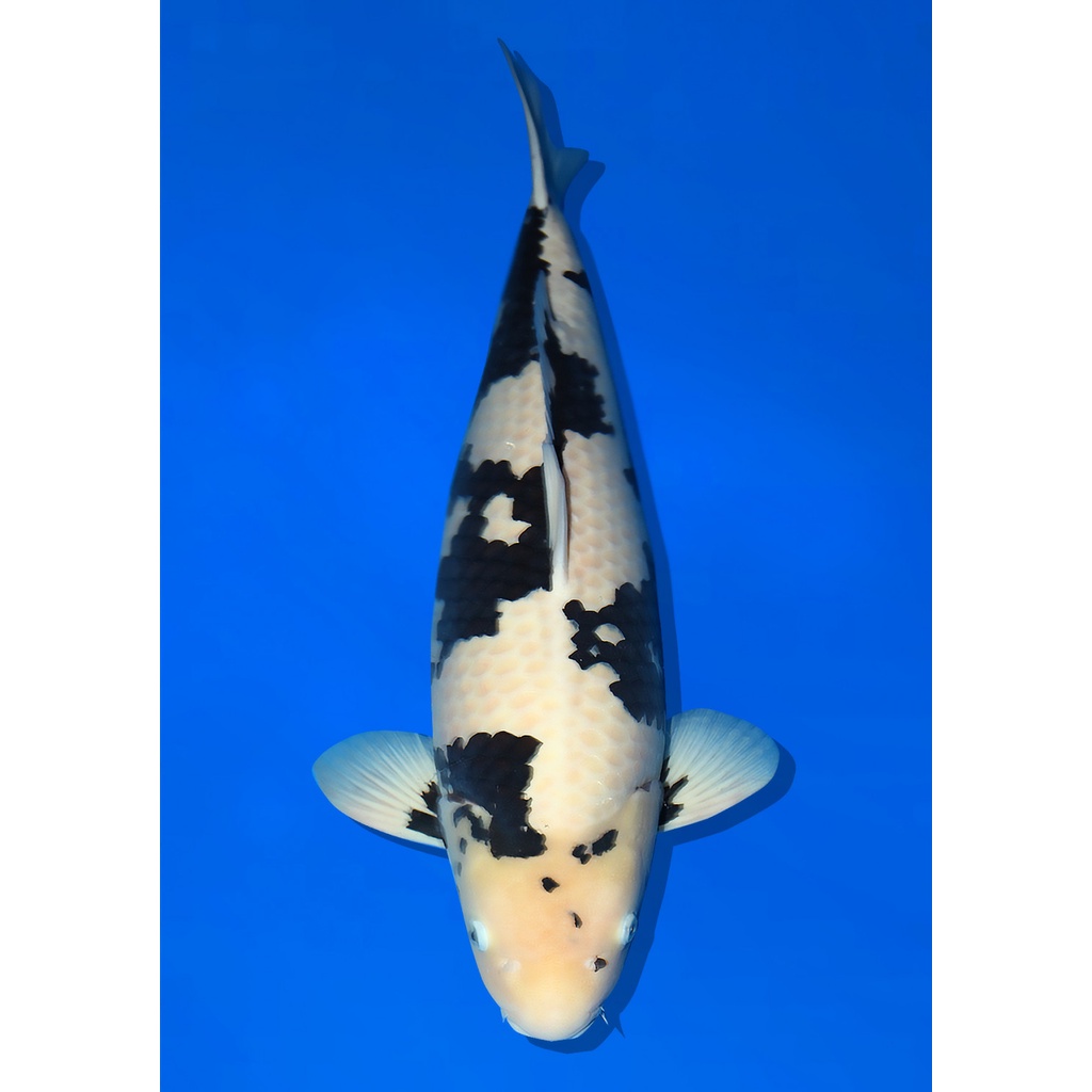 Ikan Koi Shiro Blitar 26-30 cm Up Grade A (Bisa Pilih)