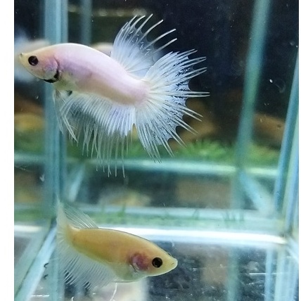 SEPASANG IKAN CUPANG CROWNTAIL/CT/SERIT LINE FANCY MASCOT PROSES MUTASI 100% REALPICT (KODE AB16)