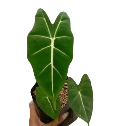 Tanaman Hias Daun Alocasia Neon (Usia Remaja) - taman BERGARANSI