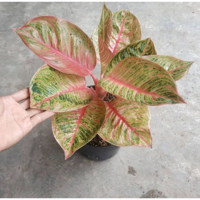 bibit bonggol aglonema dewi hughes