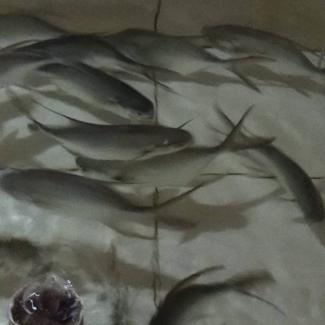 

Ikan bawal jepang hidup