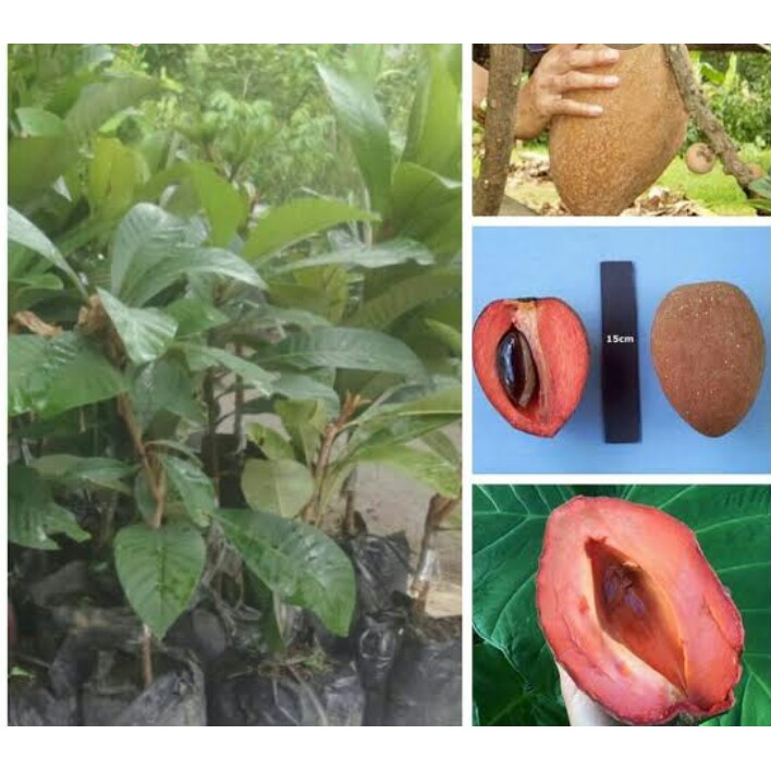 Bibit Mamey Sapote