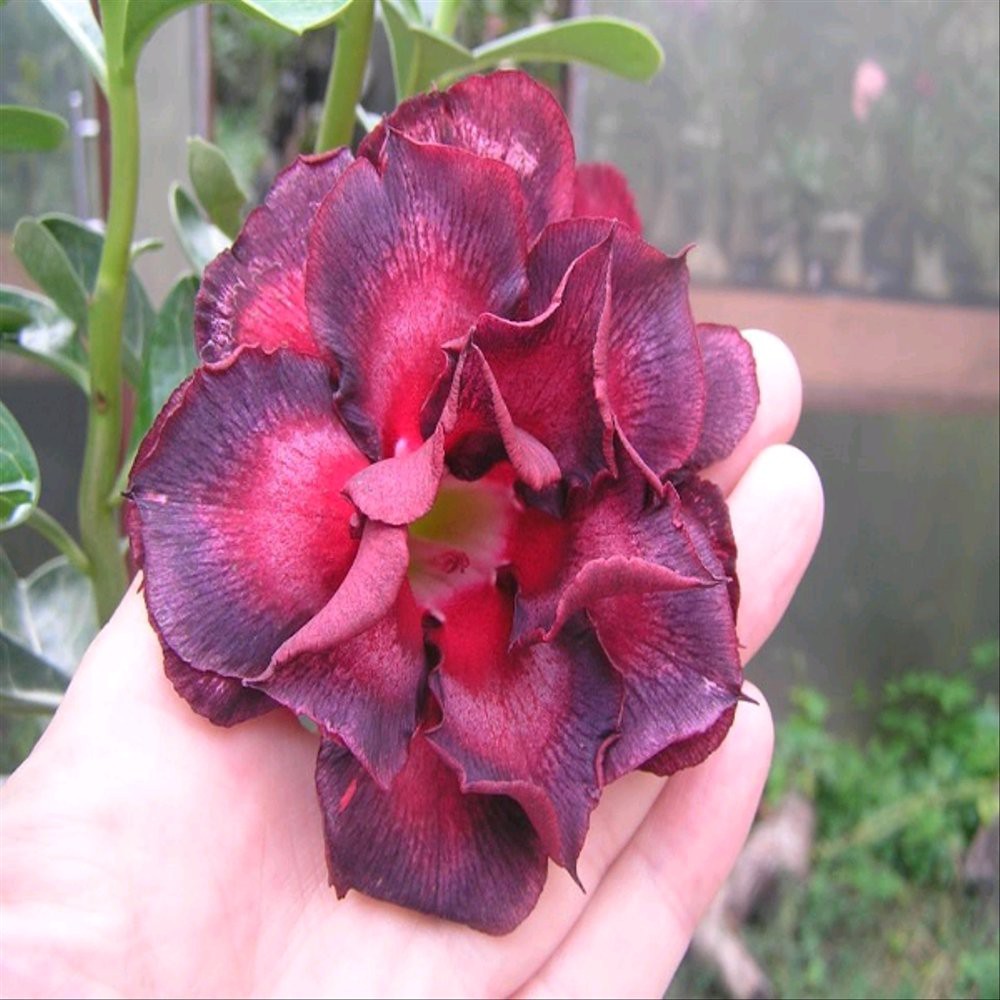 Tanaman Adenium Sangat Cocok Ditanam Pada Suhu Galeri
