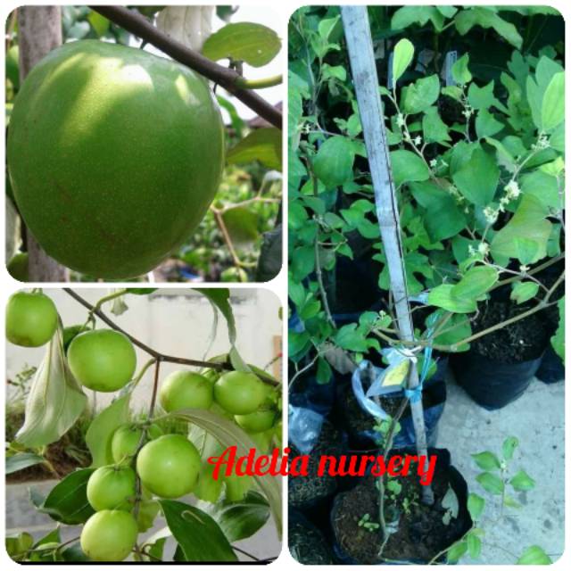 Bibit apel putsa apel india