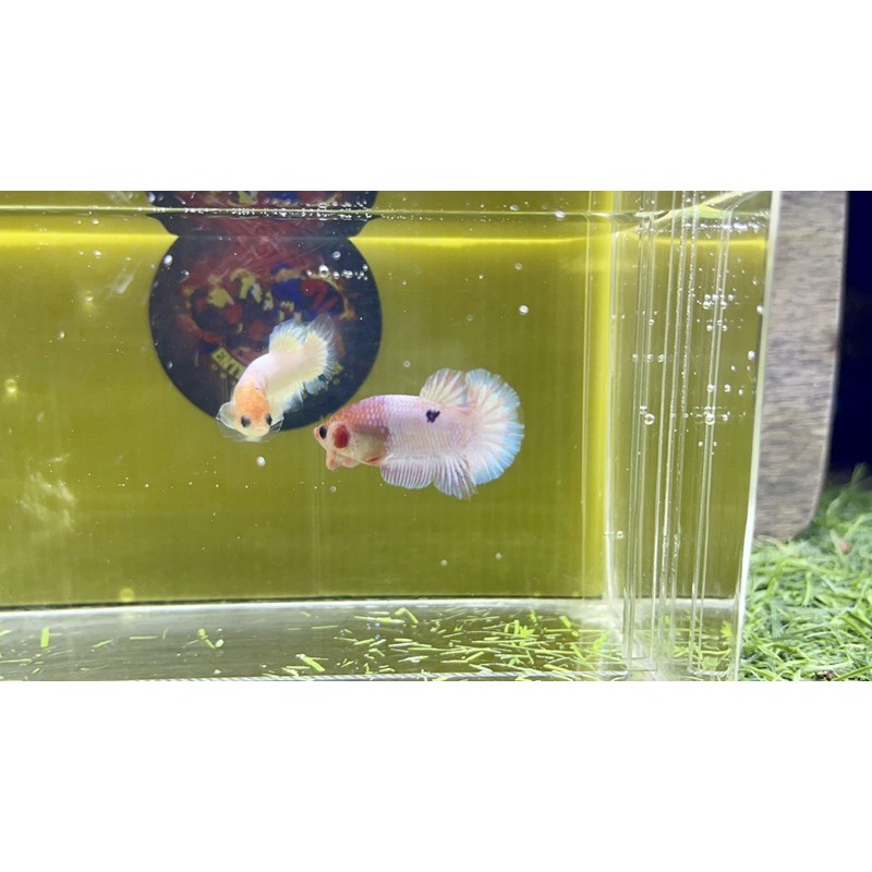 Ikan Cupang Hias Plakat Whitescale Ws Male - Top Grade Line Jokiweda