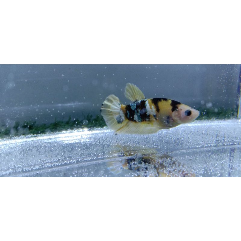 ikan cupang sepair yellow koi coopper line ori thailand