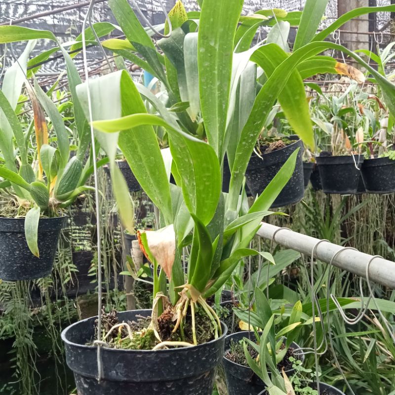 oncidium brassia rex