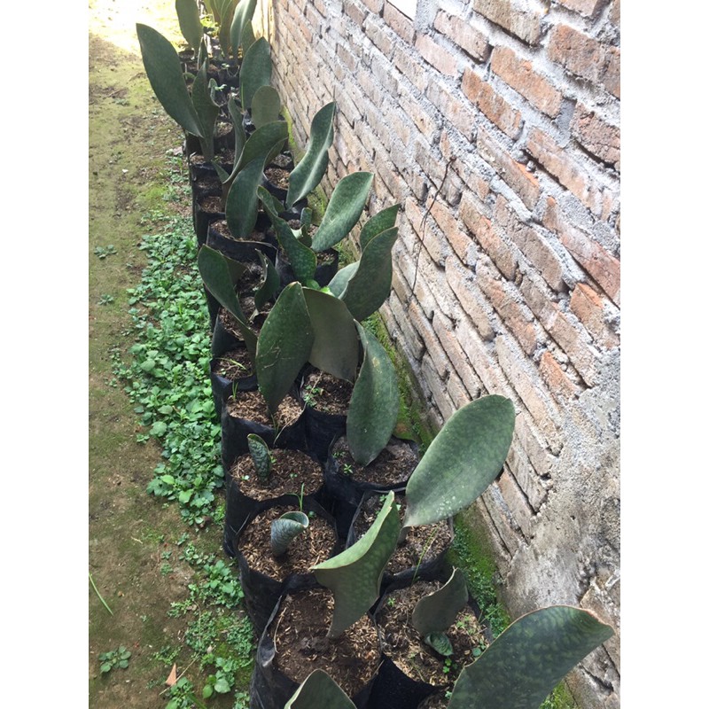 sansivera giant/lidah mertua centong