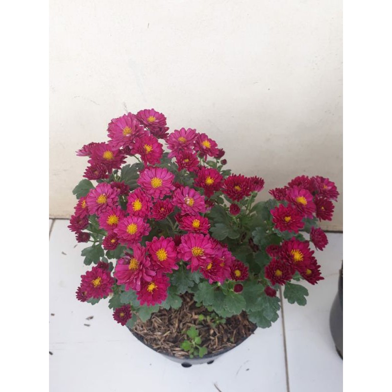 KRISAN ASTER WARNA RANDOM COD MURAH | TANAMAN HIAS MURAH BERBUNGA KRISAN ASTER 250g