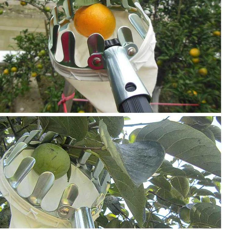 Paling Dicari.. Fruit Picker Alat Petik Buah Pohon Tinggi Sekop Pemetik Buah Tongkat Rambutan Alat P