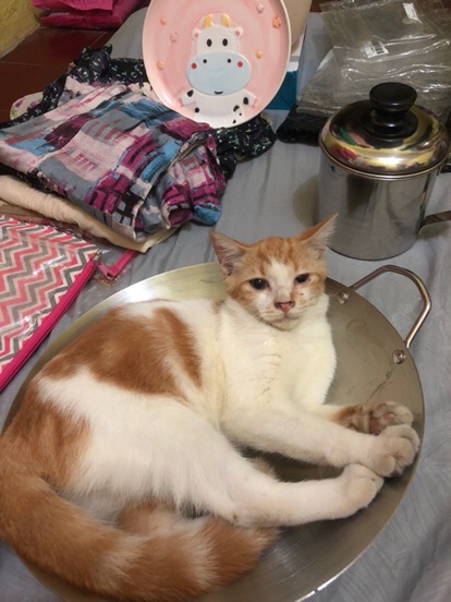 Calypso Kuali 32 Cm Wajan Penggorengan Gagang Stainless Steel 32cm