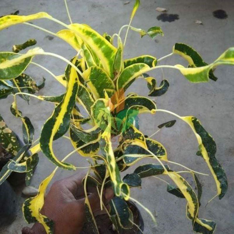 tanaman hias bunga puring langka bunga puring anting raja