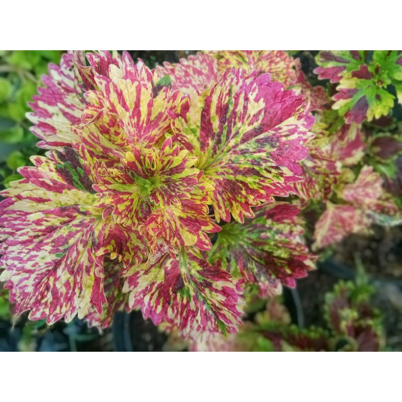 Tanaman Hias Bunga MIana ID MIANA BATIK KEDIRI