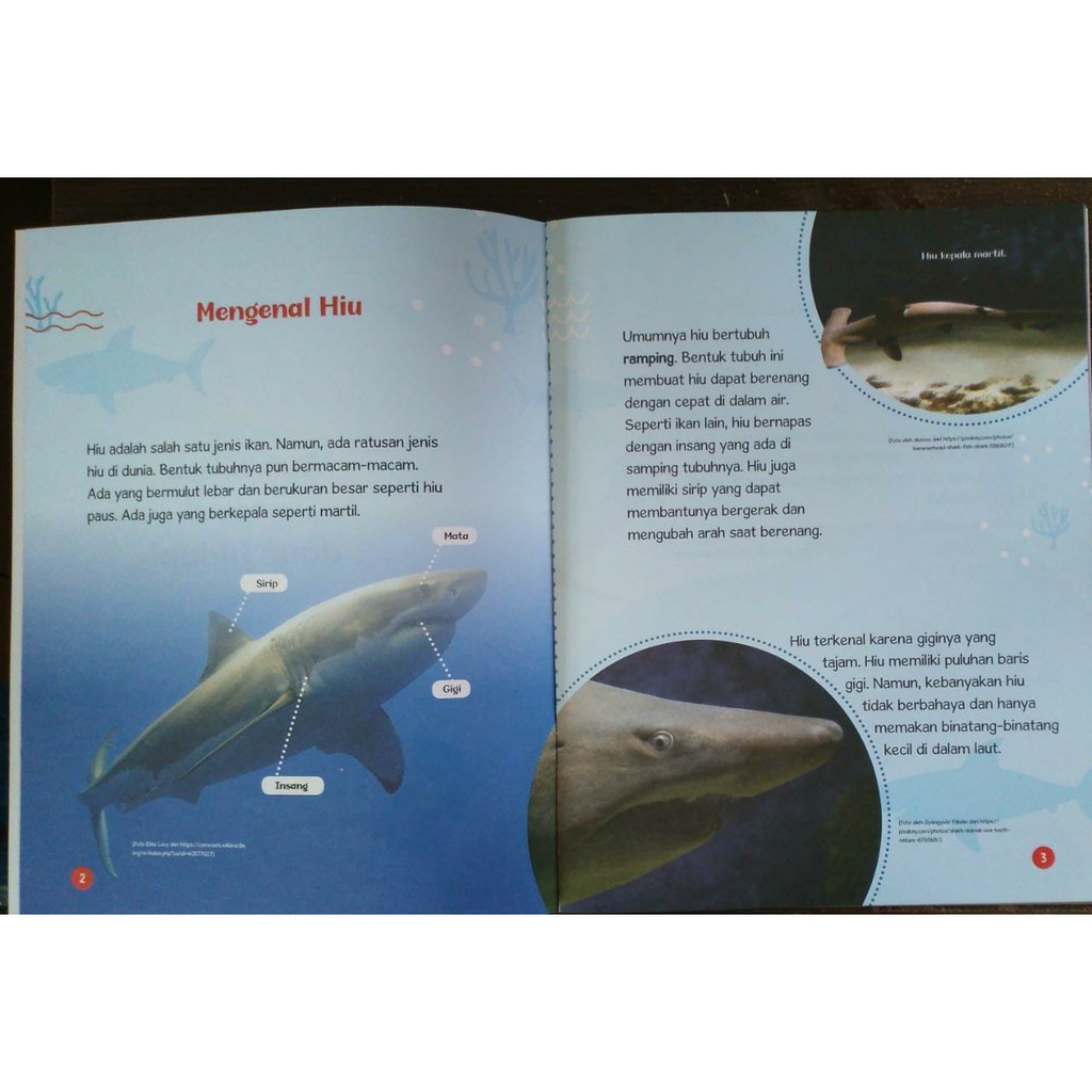 Buku Seri Cerita Daur Hidup Hiu Shopee Indonesia