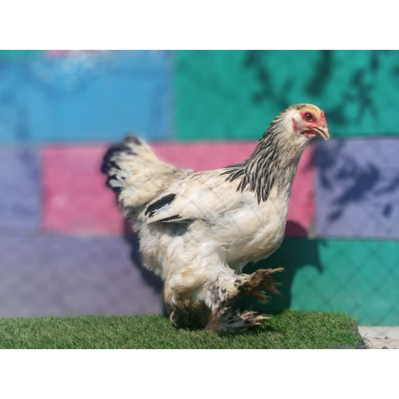 Induk Ayam Hias Dewasa Brahma Kaki Berbulu Indukan Bandung
