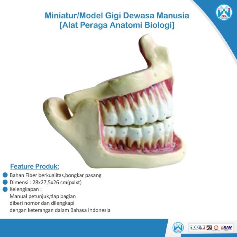 

[PROMO] Model Anatomi Struktur Gigi Dewasa Manusia - Alat Peraga Biologi [100% Original Peoduct]