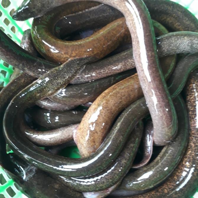 

[COD] belut sawah 500gr [COD]