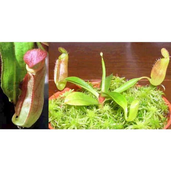 PAKET BIJI NEPENTHES / PAKET SEED KANTONG SEMAR