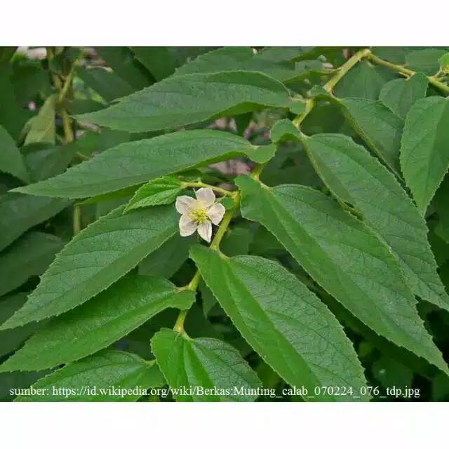 

Daun ceri Daun karsen Daun talok segar 100gr