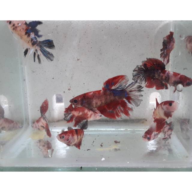 Ikan Cupang Betina Koi Galaxy Multicolor