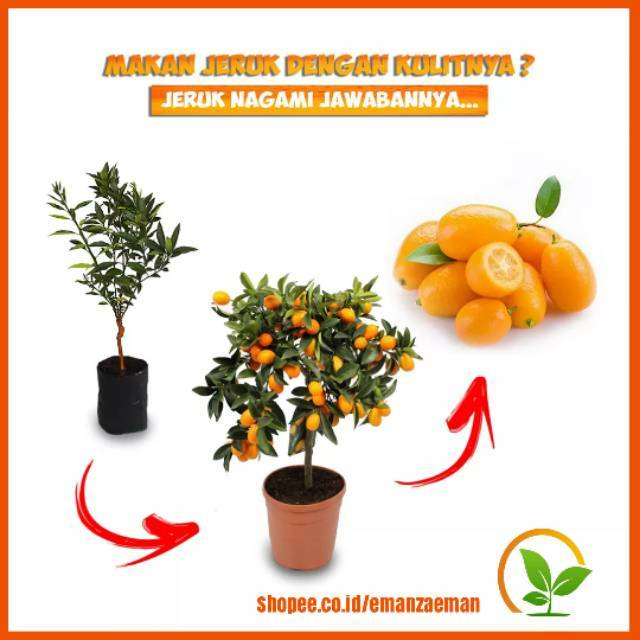 Bibit Jeruk Nagami Okulasi / Pohon Jeruk Nagami / Tanaman Jeruk Nagami (WISATA FLORA)