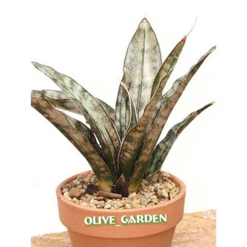 sanseviera kirki"coppertone"-tanaman hias sanseviera/snake plant