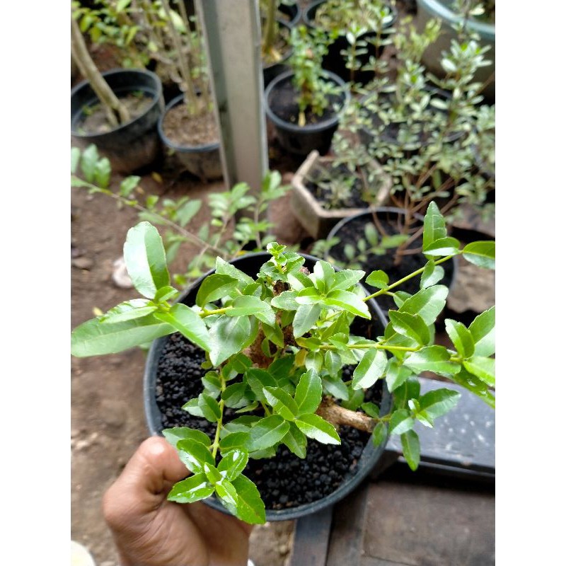 BONSAI SANCANG HIDUP DAUN LANCIP