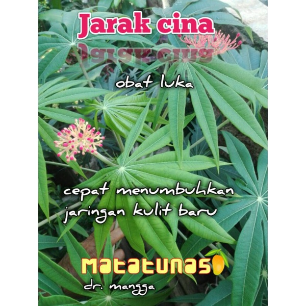 Jarak cina obat luka oke (cepat)