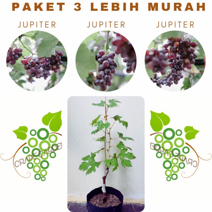Paket 3 Bibit Anggur Jupiter Import Grafting