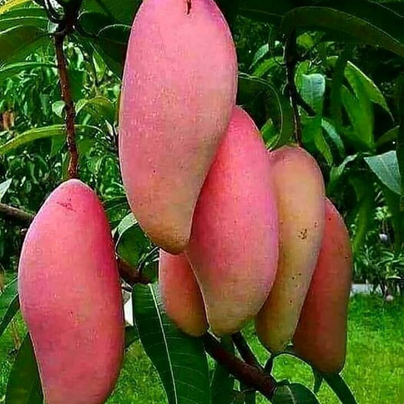 

bibit mangga impor (red ivory) hasil okulasi cepat berbuah