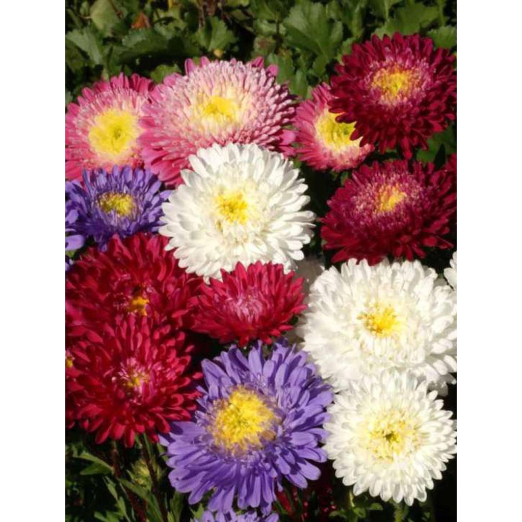 Bibit Benih Biji Bunga Powder Puff Aster Mix Flower - Biji Tanaman Bunga Powder Puff Aster Mix - COD